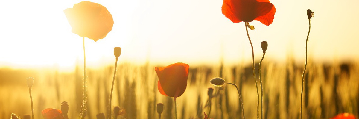 Mohnblumenfeld im Sonnenuntergang